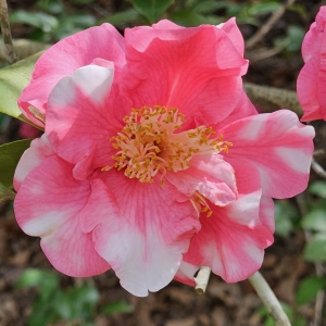 Charlean Variegated Camellia