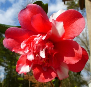 Edna Campbell Variegated Camellia