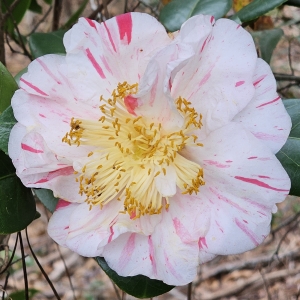 Extravaganza Camellia