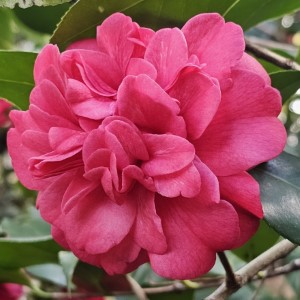 Coquetti Camellia, Glen 40 Camellia