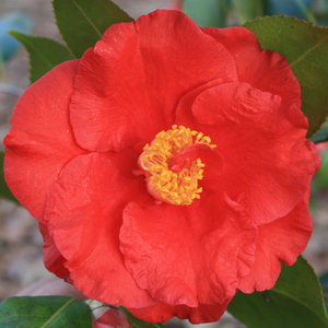 Grand Slam Camellia