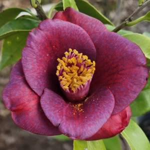 Grape Soda Camellia