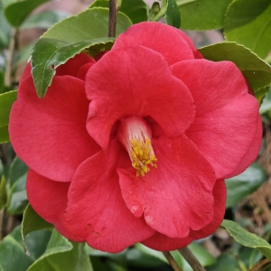 Greensboro Red Camellia
