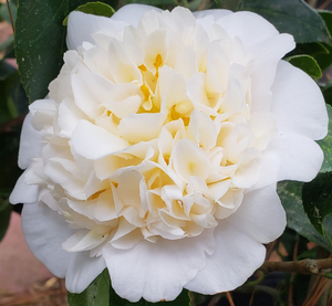 Jury's Yellow Camellia