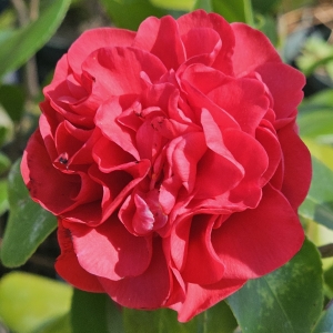 Kramer's Supreme Camellia