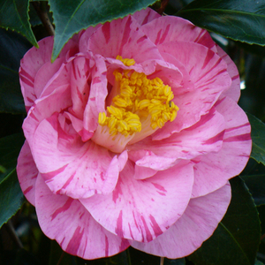 Lady Laura Camellia, Laola Furen Camellia