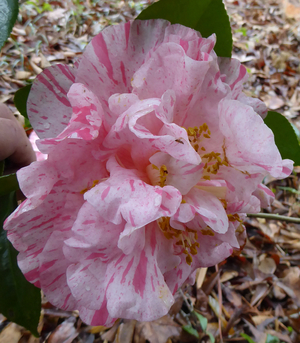 Lauren Tudor Camellia