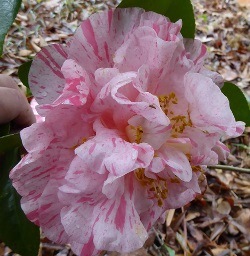 Lauren Tudor Camellia