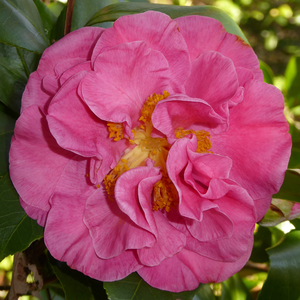 Marie Bracy Camellia, Spellbound Camellia