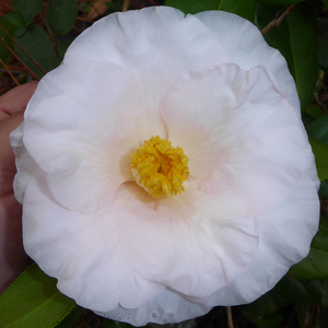 Moonlight Bay Camellia