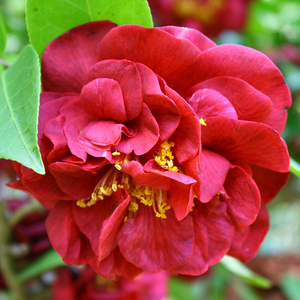 Mrs. Charles Cobb Camellia