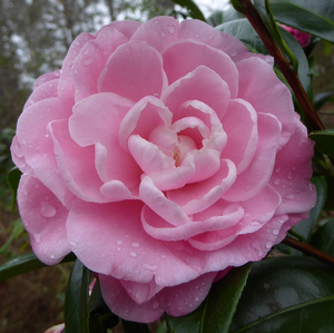 Nuccio's Cameo Camellia