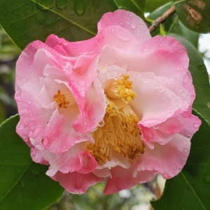 Nuccio's Jewel Camellia