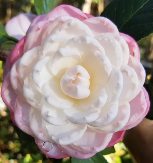 October Affair Camellia