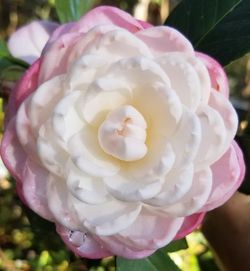 October Affair Camellia