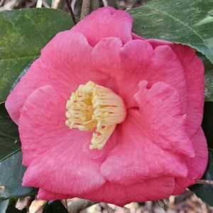 Akashigata Camellia, Lady Clare Camellia, Pink Empress Camellia