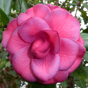 Purple Dawn Camellia, Mathotiana Camellia