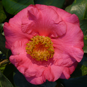 R.L. Wheeler Camellia