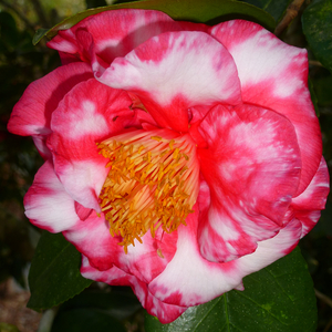 R.L. Wheeler Variegated Camellia