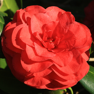 Rose Perfect Camellia