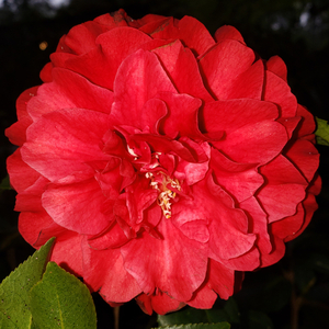 Satsuma Kurenai Camellia