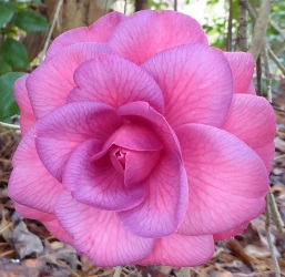 Camellias - Purple Tinged Japonicas