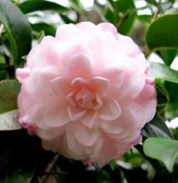 Stephen's Garden Camellia