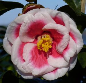 Tama Americana Camellia