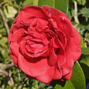 Tom Knudsen Camellia