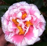 Camellia & Sasanqua Selector