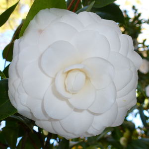 White By The Gate Camellia