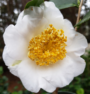 White Mermaid Camellia, Goldfish Camellia, Oak-Leaf Camellia