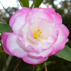 Leslie Ann Sasanqua Camellia