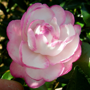 Moonshadow™ Sasanqua Camellia