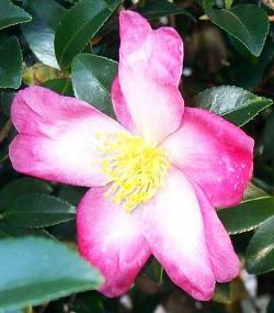 Hana-Nana Sasanqua Camellia