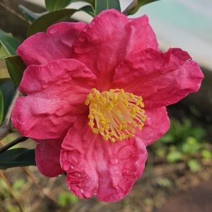 Kanjiro Sasanqua Camellia