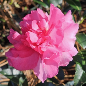 Sparkling Burgundy Sasanqua Camellia