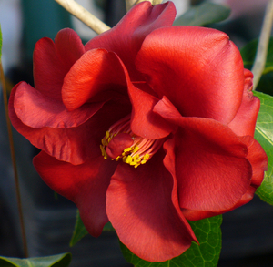 Flame Camellia