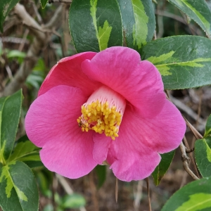 Golden Spangles Variegated Camellia