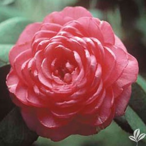 April Rose Camellia, Camellia x 'April Rose'