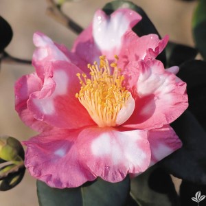 Charlean Variegated Camellia, Camellia japonica 'Charlean Variegated'