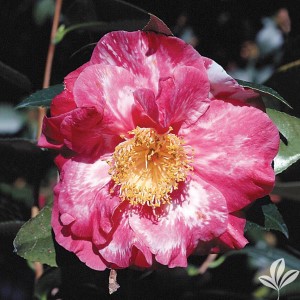 Guilio Nuccio Variegated Camellia