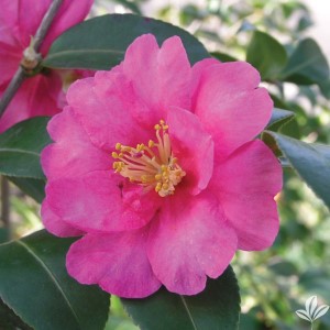 Kanjiro Sasanqua Camellia, Camellia hiemalis 'Kanjiro'