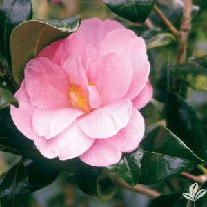 Pink Icicle Camellia