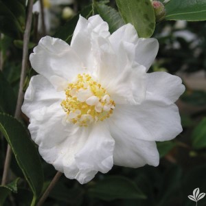 Winter's Snowman Sasanqua Camellia, Camellia x 'Winter's Snowman'