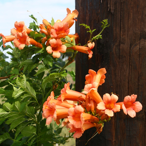 Trumpet Creeper