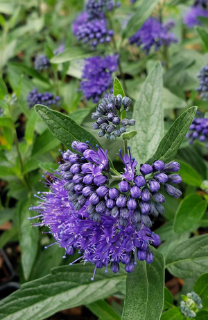 Dark Knight Bluebeard, Spiraea, Caryopteris