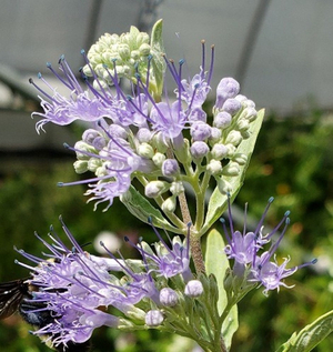 Longwood Blue Bluebeard, Spiraea, Caryopteris