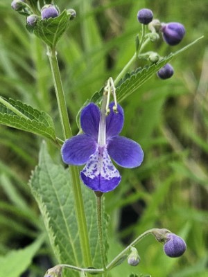 Blue Butterflies Bluebeard, Caryopteris