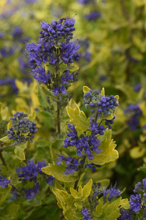 Gold Crest Bluebeard, Spiraea, Caryopteris